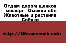 Отдам даром щенков 2 месяца - Омская обл. Животные и растения » Собаки   